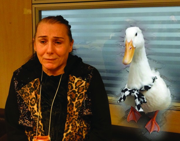  ‘Pamuk’ isimli ördek için adalet arıyor! ‘’Maddi, manevi davacıyım"