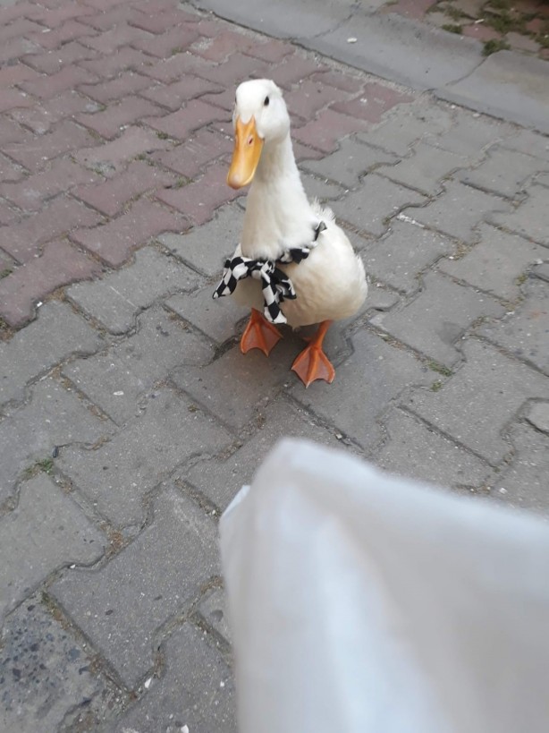 Foto - ‘Pamuk’ isimli ördek için adalet arıyor! ‘’Maddi, manevi davacıyım"