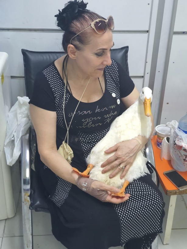 Foto - ‘Pamuk’ isimli ördek için adalet arıyor! ‘’Maddi, manevi davacıyım"