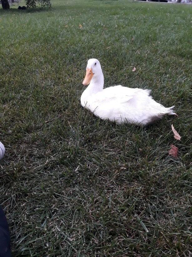 Foto - ‘Pamuk’ isimli ördek için adalet arıyor! ‘’Maddi, manevi davacıyım"