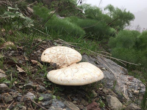 Foto - Pancar bitkisi için 10 kilometre yürüyorlar!