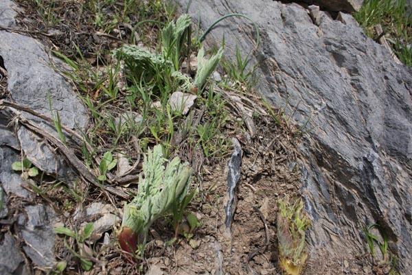 Foto - Pancar bitkisi için 10 kilometre yürüyorlar!