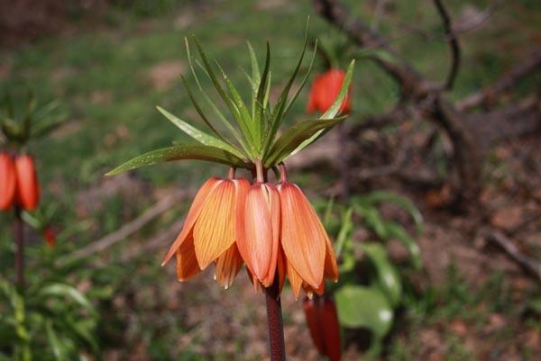 Foto - Pancar bitkisi için 10 kilometre yürüyorlar!