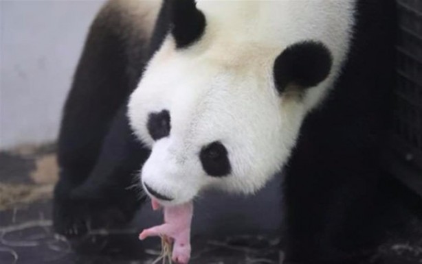 Foto - Panda Hao Hao anne oldu