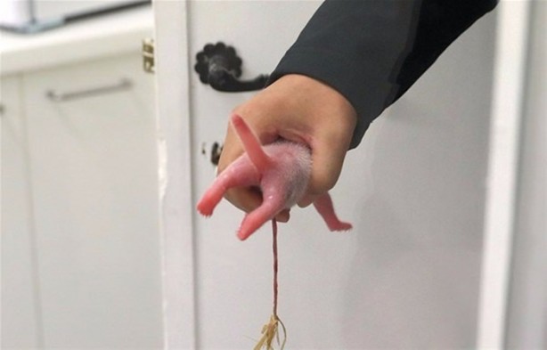 Foto - Panda Hao Hao anne oldu