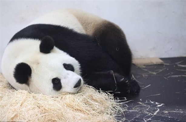 Foto - Panda Hao Hao anne oldu