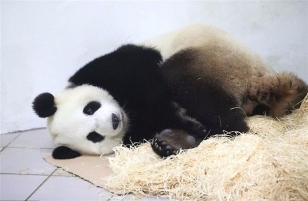 Foto - Panda Hao Hao anne oldu
