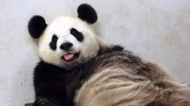 Foto - Panda Hao Hao anne oldu