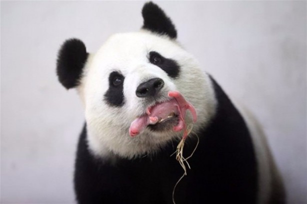 Foto - Panda Hao Hao anne oldu