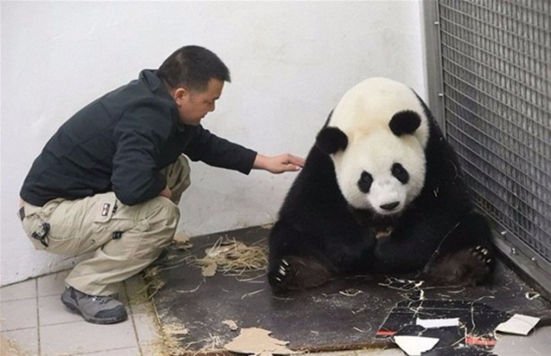 Foto - Panda Hao Hao anne oldu