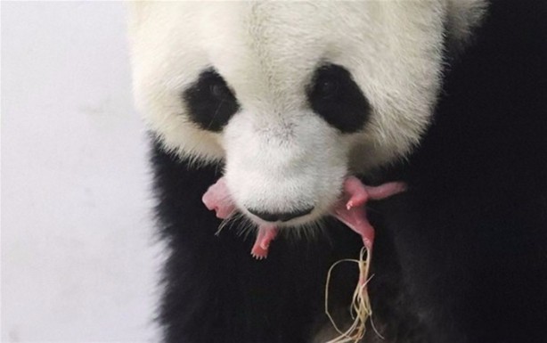 Foto - Panda Hao Hao anne oldu