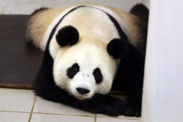 Foto - Panda Hao Hao anne oldu