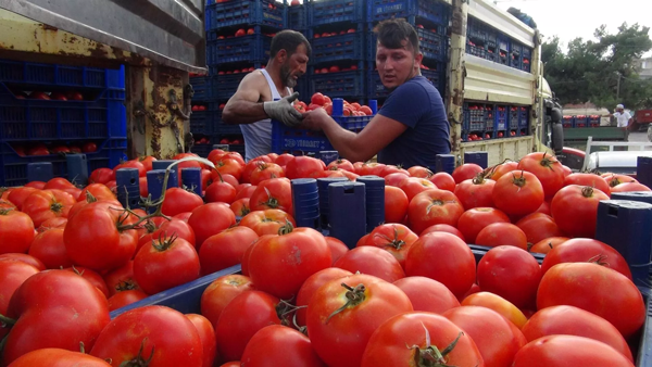 Foto - Pandemi başında 1.5 TL idi... Şimdi hal fiyatı bile el yakıyor!
