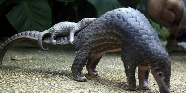 Foto - Pangolin nedir? Pangolin nerede satılyor? Koronavirüs pangolinden mi geçti