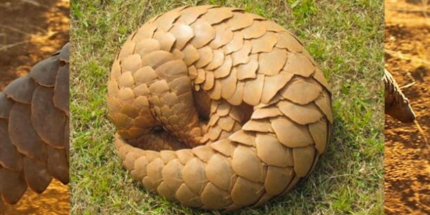 Foto - Pangolin nedir? Pangolin nerede satılyor? Koronavirüs pangolinden mi geçti