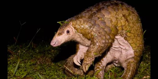 Foto - Pangolin nedir? Pangolin nerede satılyor? Koronavirüs pangolinden mi geçti