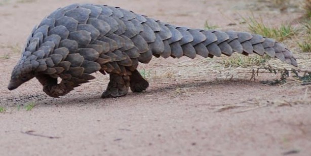 Foto - Pangolin nedir? Pangolin nerede satılyor? Koronavirüs pangolinden mi geçti
