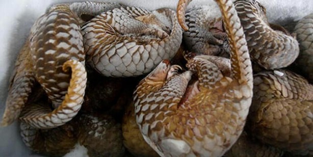 Foto - Pangolin nedir? Pangolin nerede satılyor? Koronavirüs pangolinden mi geçti