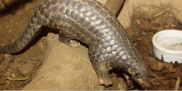 Foto - Pangolin nedir? Pangolin nerede satılyor? Koronavirüs pangolinden mi geçti