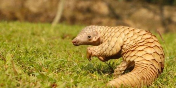 Foto - Pangolin nedir? Pangolin nerede satılyor? Koronavirüs pangolinden mi geçti
