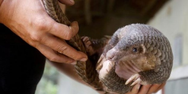 Foto - Pangolin nedir? Pangolin nerede satılyor? Koronavirüs pangolinden mi geçti