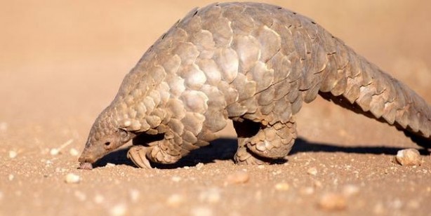 Foto - Pangolin nedir? Pangolin nerede satılyor? Koronavirüs pangolinden mi geçti