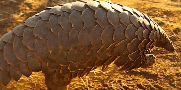 Foto - Pangolin nedir? Pangolin nerede satılyor? Koronavirüs pangolinden mi geçti