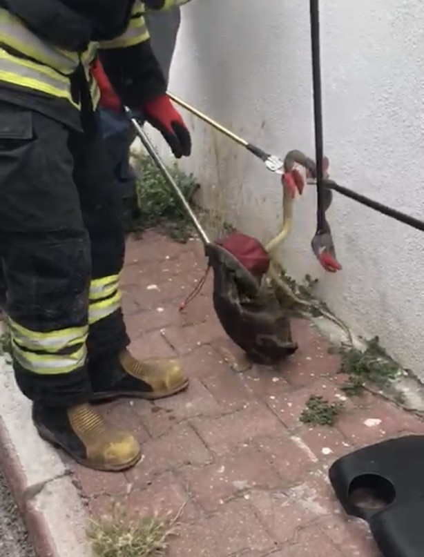 Foto - Panik dolu anlar! Otomobilden 1,5 metre uzunluğunda yılan çıktı