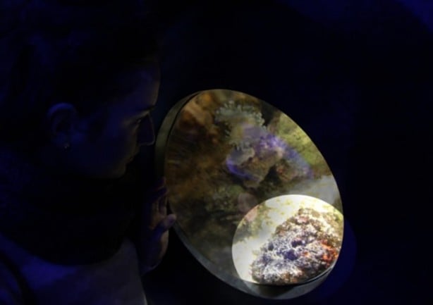 Foto - Panzehiri olmayan balık!