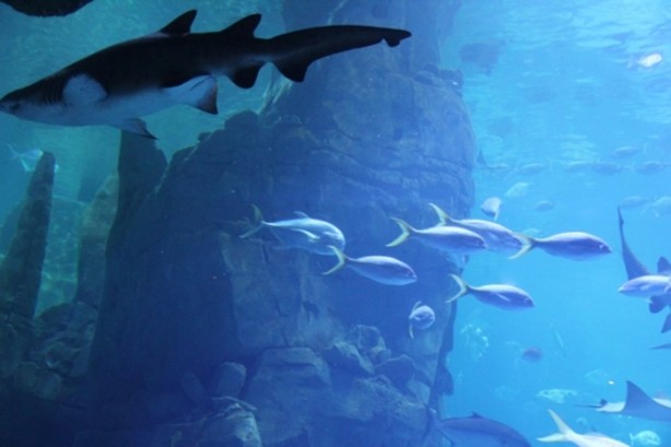 Foto - Panzehiri olmayan balık!