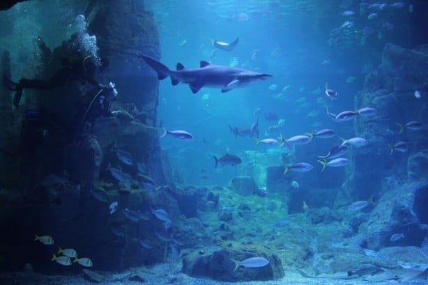 Foto - Panzehiri olmayan balık!