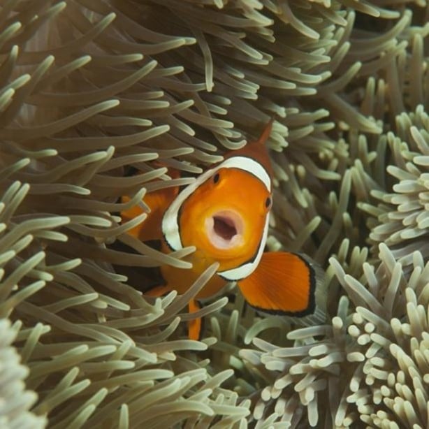 Foto - Panzehiri olmayan balık!
