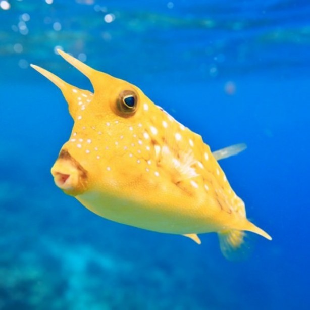 Foto - Panzehiri olmayan balık!