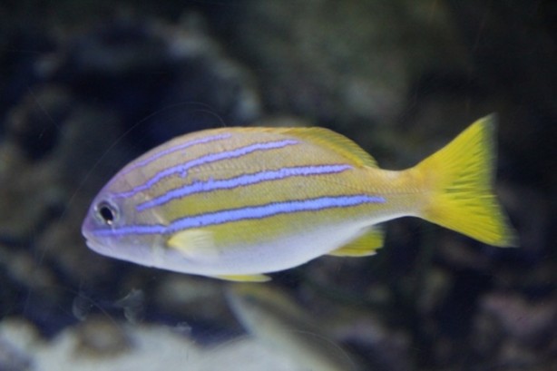 Foto - Panzehiri olmayan balık!