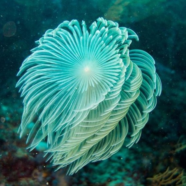 Foto - Panzehiri olmayan balık!