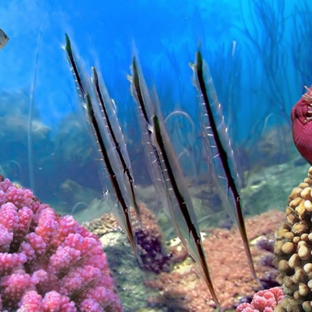 Foto - Panzehiri olmayan balık!