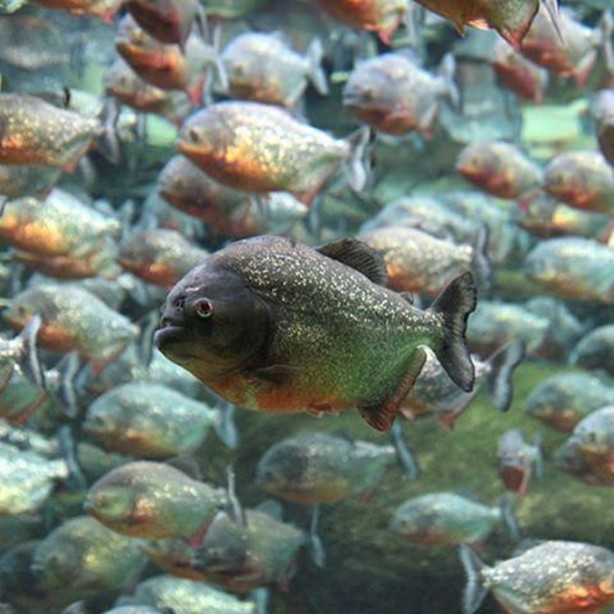 Foto - Panzehiri olmayan balık!