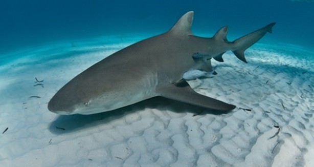 Foto - Panzehiri olmayan balık!