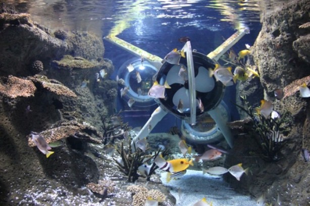 Foto - Panzehiri olmayan balık!