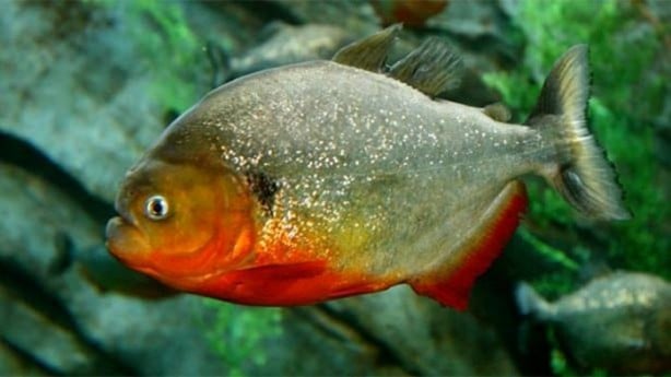 Foto - Panzehiri olmayan balık!