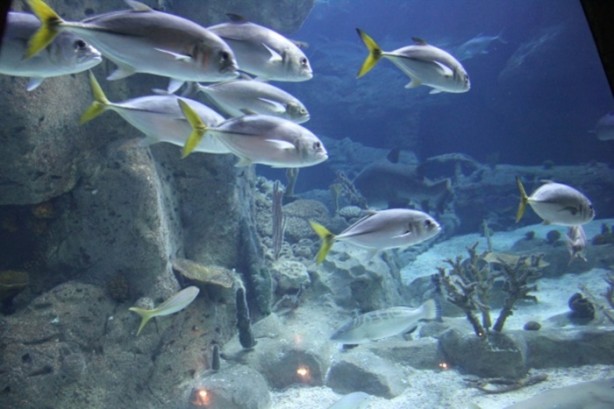 Foto - Panzehiri olmayan balık!