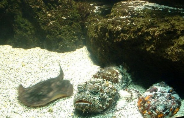 Foto - Panzehiri olmayan balık!