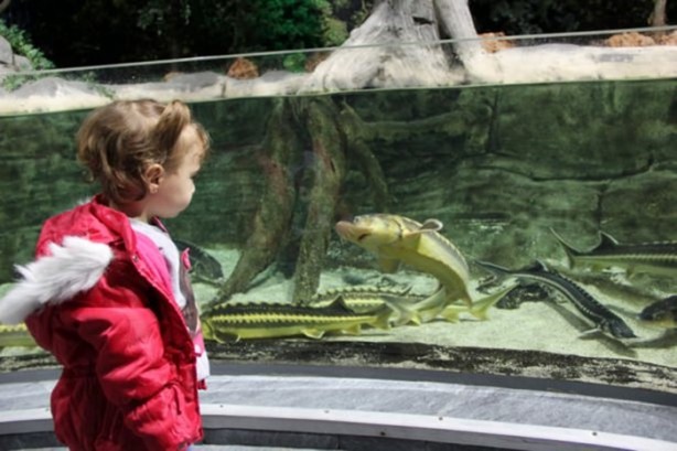 Foto - Panzehiri olmayan balık!