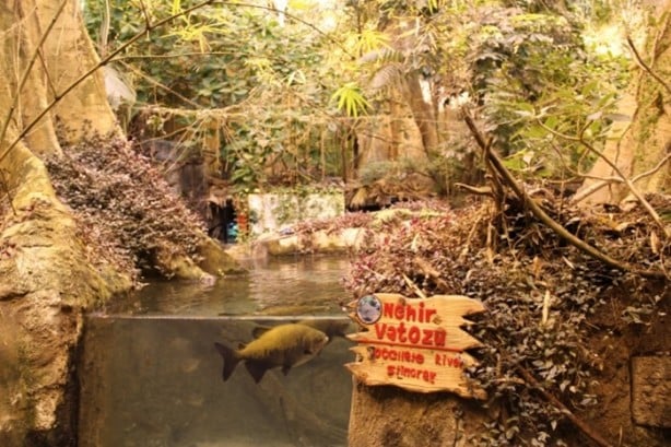 Foto - Panzehiri olmayan balık!