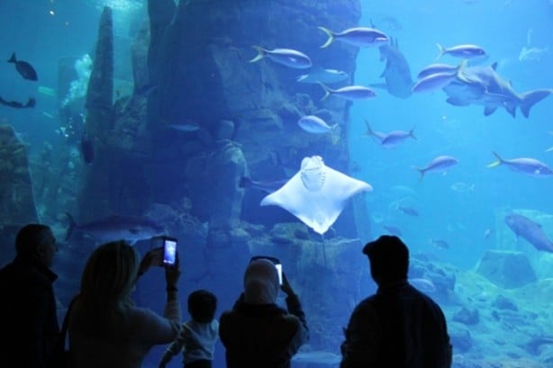 Foto - Panzehiri olmayan balık!