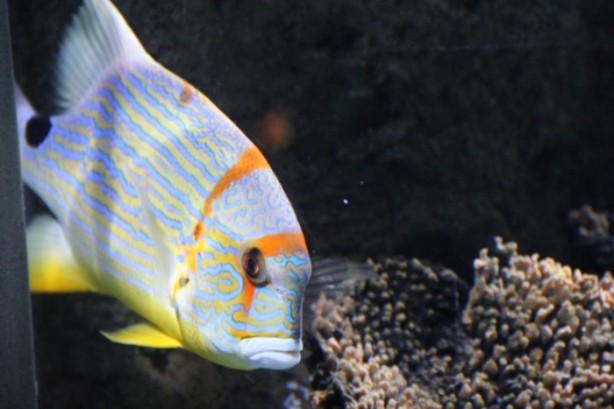 Foto - Panzehiri olmayan balık!