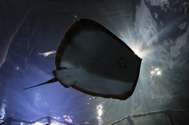 Foto - Panzehiri olmayan balık!