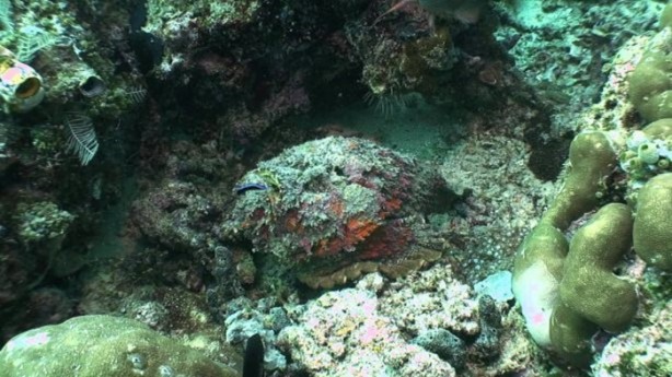 Foto - Panzehiri olmayan balık!