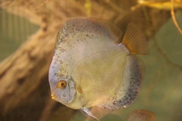 Foto - Panzehiri olmayan balık!