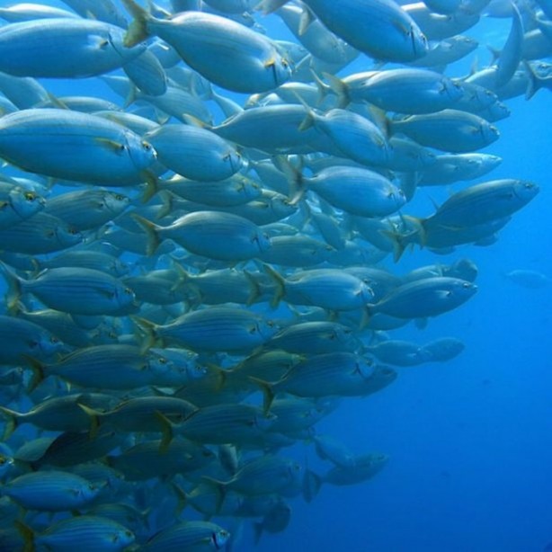 Foto - Panzehiri olmayan balık!